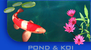 Pond