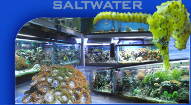 Saltwater